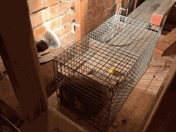 Humane live catch cage trap set under a brick house for possum removal